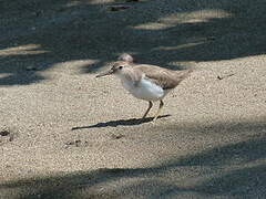 Spotted Sandpiper