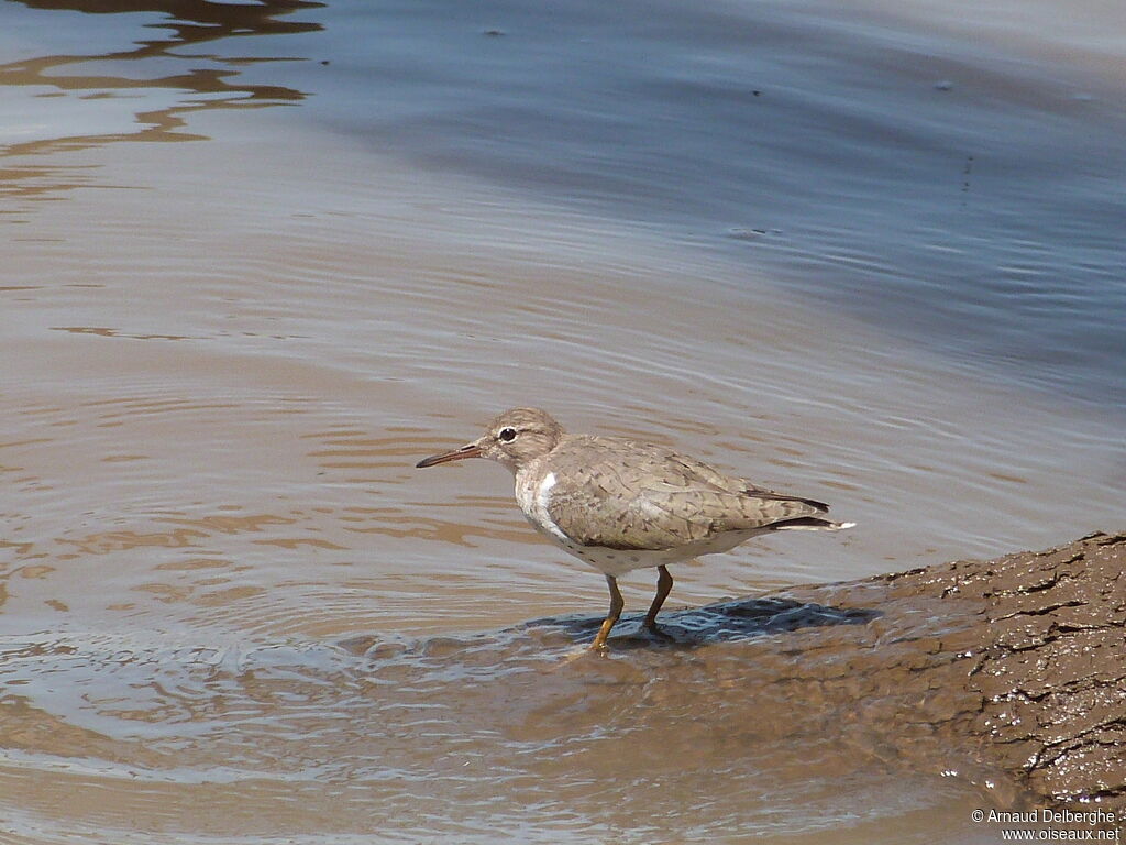 Spotted Sandpiper