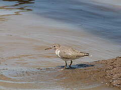 Spotted Sandpiper