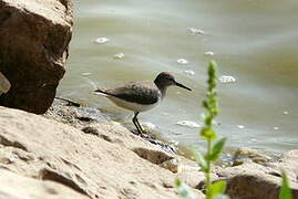 Common Sandpiper