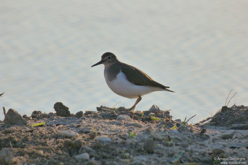 Common Sandpiper