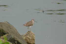 Common Sandpiper