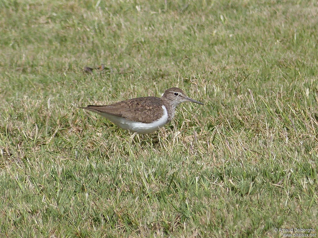 Common Sandpiper