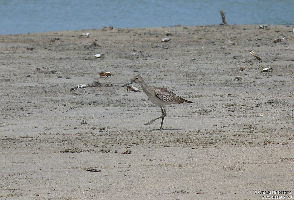 Willet