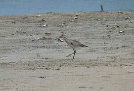 Willet