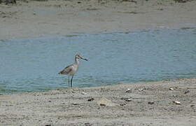 Willet