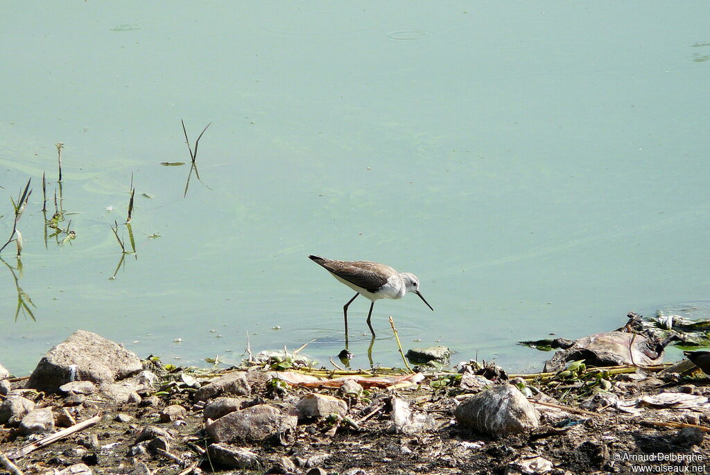 Marsh Sandpiper