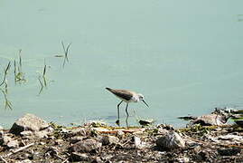 Marsh Sandpiper