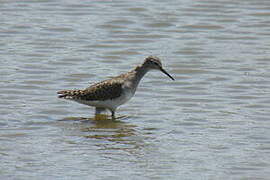 Wood Sandpiper