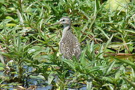 Wood Sandpiper