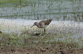 Wood Sandpiper