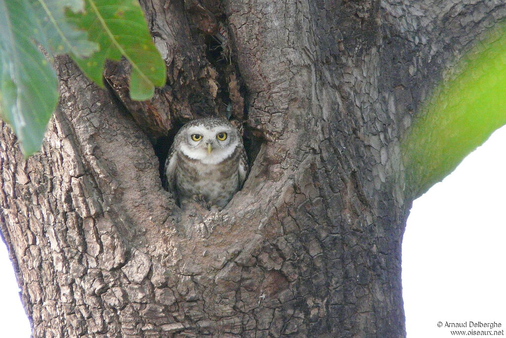 Spotted Owlet