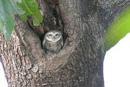 Spotted Owlet