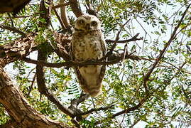 Spotted Owlet