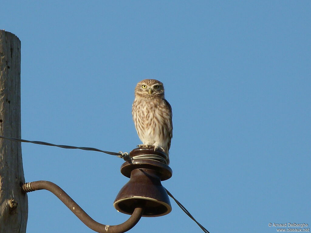 Little Owl