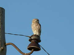 Little Owl