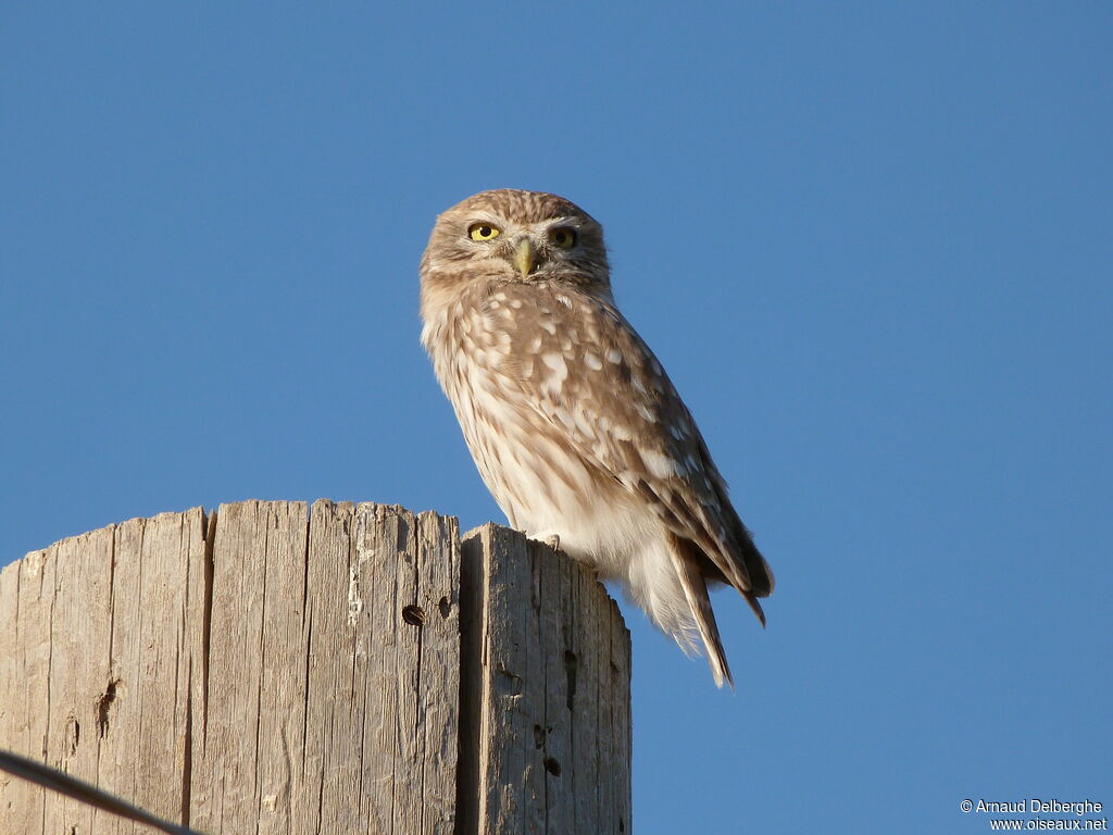 Little Owl