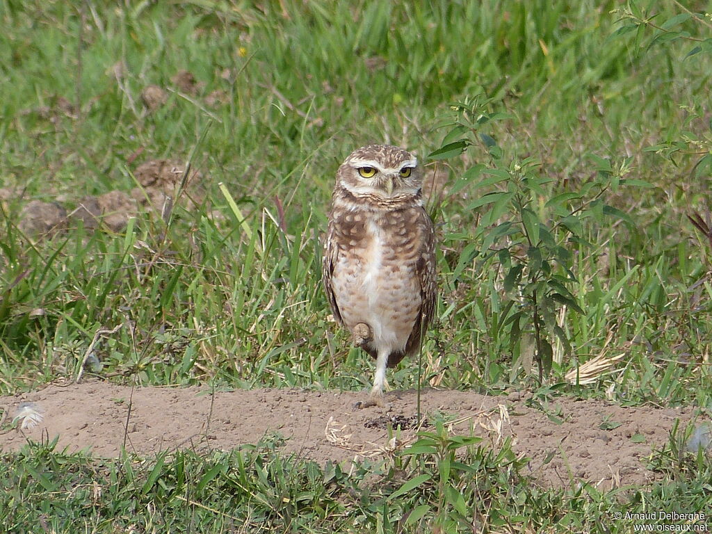 Burrowing Owl