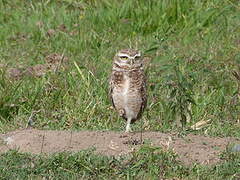 Burrowing Owl