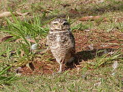 Burrowing Owl