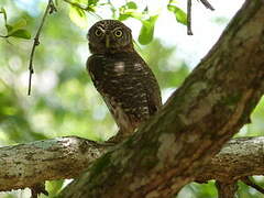 Cuban Pygmy Owl