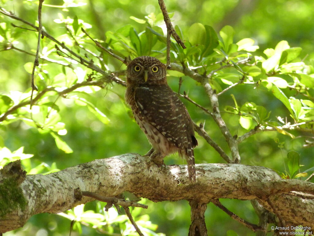 Cuban Pygmy Owl