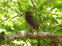 Cuban Pygmy Owl