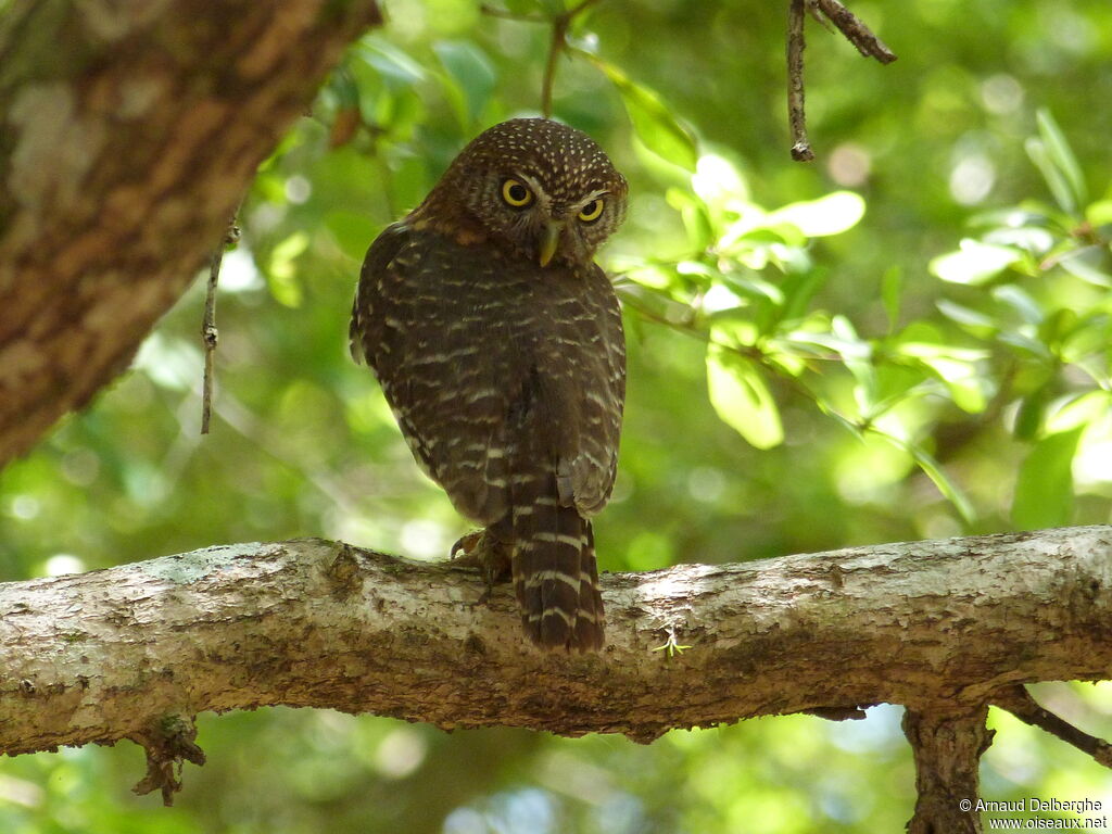 Cuban Pygmy Owl