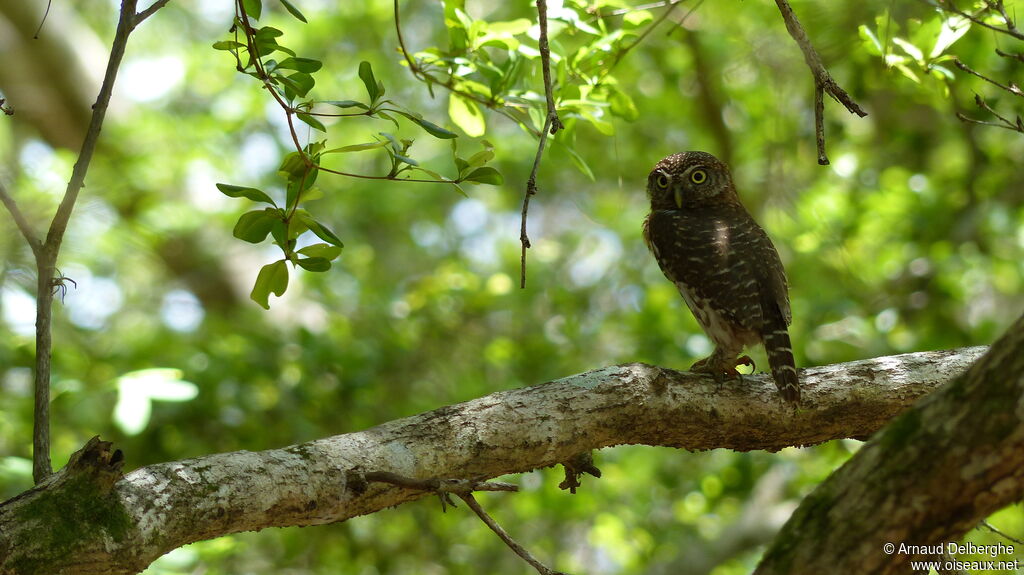 Cuban Pygmy Owl