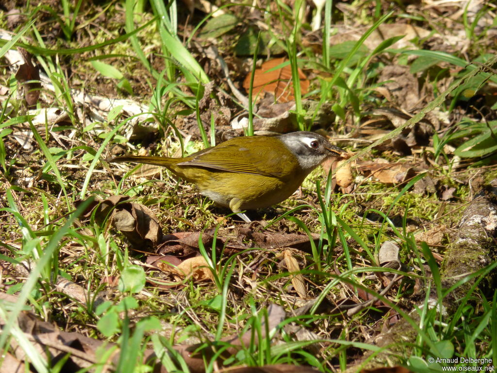 Common Chlorospingus