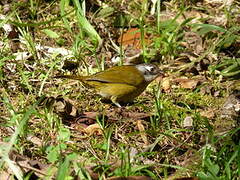 Common Bush Tanager