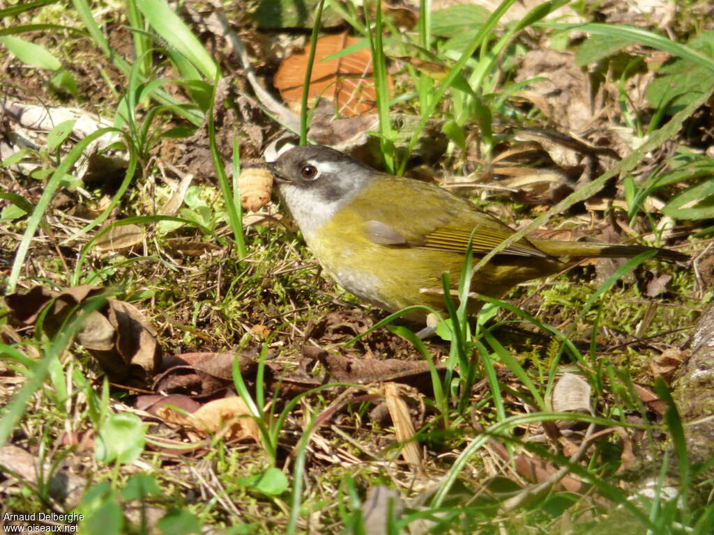 Common Bush Tanageradult, feeding habits