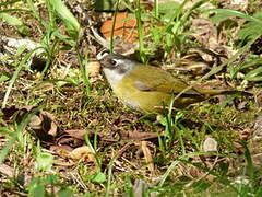 Common Bush Tanager