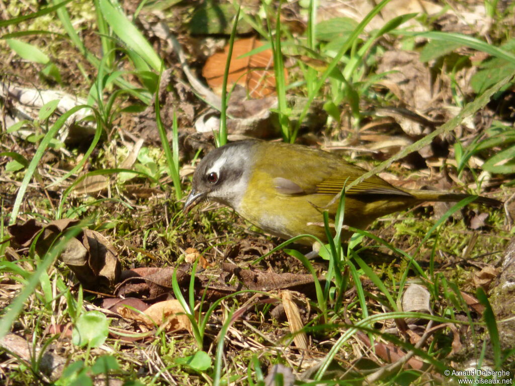 Common Chlorospingusadult, fishing/hunting