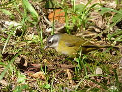 Common Bush Tanager