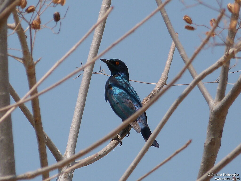 Cape Starling