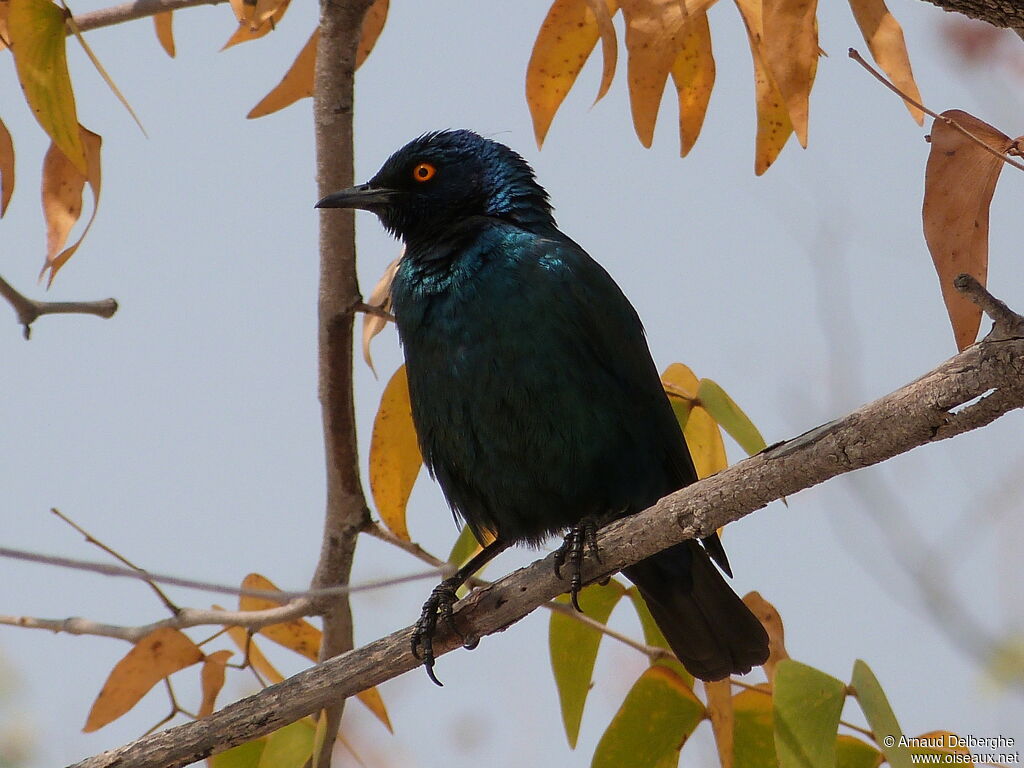 Cape Starling