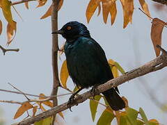 Cape Starling