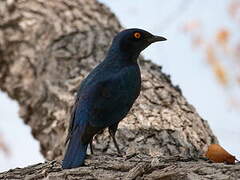 Cape Starling