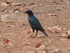 Cape Starling