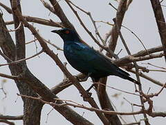 Cape Starling