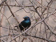 Cape Starling