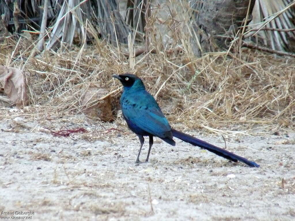 Long-tailed Glossy Starlingadult, identification