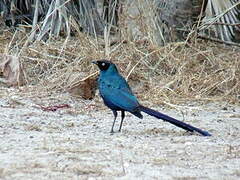 Long-tailed Glossy Starling