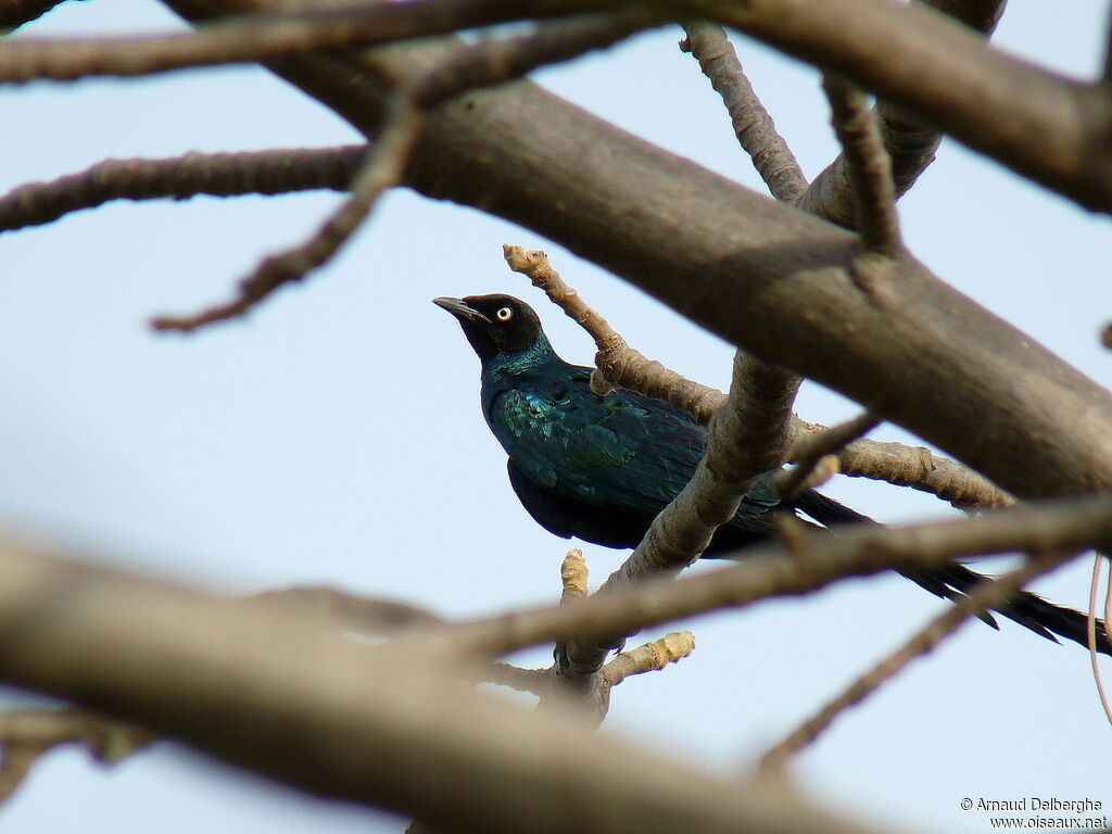 Long-tailed Glossy Starling