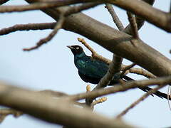 Long-tailed Glossy Starling