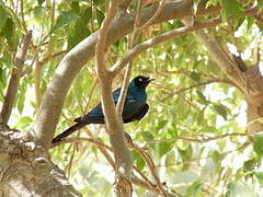 Long-tailed Glossy Starling