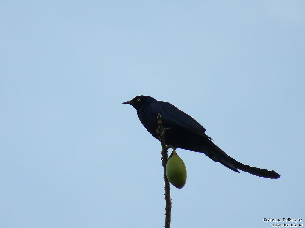 Long-tailed Glossy Starling