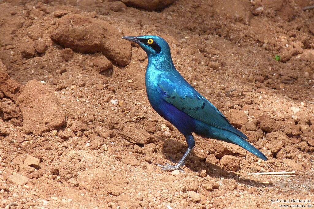 Greater Blue-eared Starling