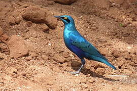 Choucador à oreillons bleus